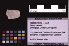 Foto (Objekt + Etiketten) von Decapoda indet. (NHMW-GEO-1990-0041-0093)